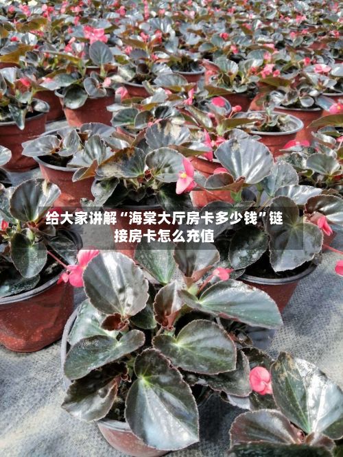 给大家讲解“海棠大厅房卡多少钱”链接房卡怎么充值