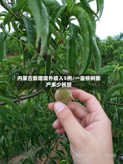 内蒙古新增境外输入5例/一亩桃树能产多少桃胶-第2张图片