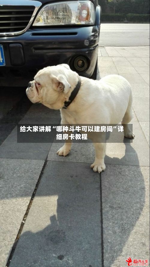 给大家讲解“哪种斗牛可以建房间”详细房卡教程-第2张图片