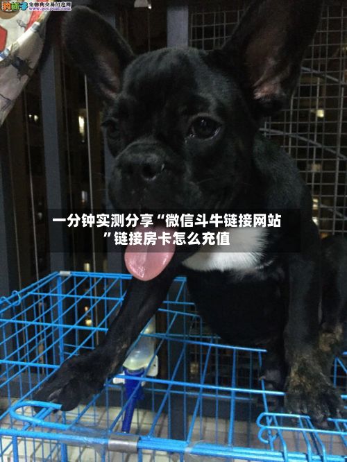 一分钟实测分享“微信斗牛链接网站	”链接房卡怎么充值-第3张图片