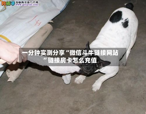 一分钟实测分享“微信斗牛链接网站”链接房卡怎么充值-第2张图片