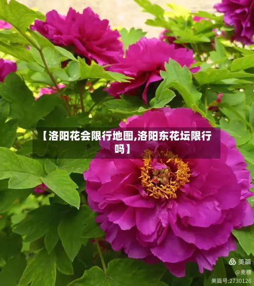 【洛阳花会限行地图,洛阳东花坛限行吗】